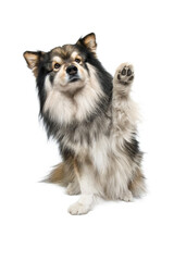 Portrait of Finnish Lapphund dog waving on transparent background