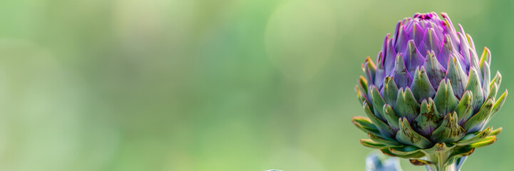 Fototapeta premium artichoke flower close-up isolated on a green gradient background 