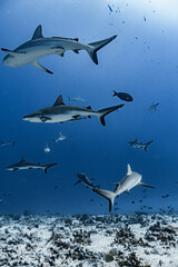 Lot of shark in the deep
