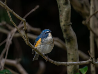 森の中で枝に留まっているルリビタキの雄