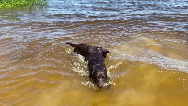dogs, mom and puppy, play in the water in the lake in summer. a pet, a Labrador retriever.