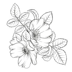 Black outline rosehip on white background. Hybrid tea rose