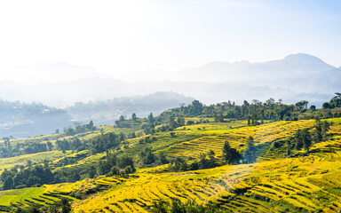 landscape view of Paddy farmland terrace in Nepal.