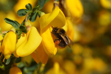 Close up Early bumblebee (Bombus pratorum), family Apidae on yellow flowers of common broom Cytisus...
