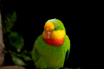 red and yellow macaw