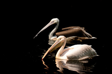 pelican on black background