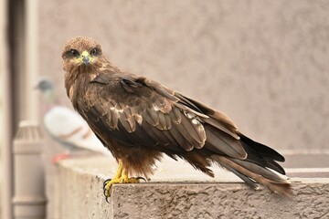 Indian Spotted Eagle