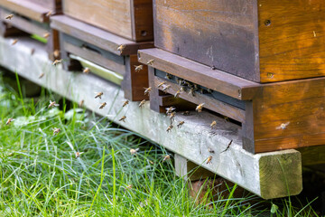 Swarms of bees at the hive entrance in a heavily populated honey bee,