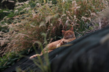 猫のいる風景
