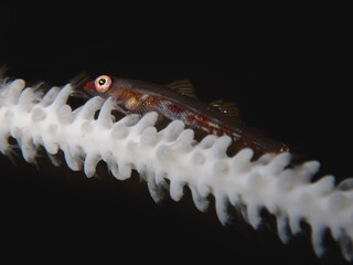 Close zoom on tansparent goby on an algae with black background