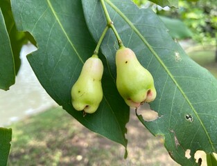 Rose apple is a fruit that comes in every season with dark red skin and a sweet.