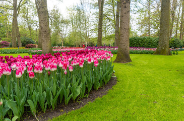 tulips in the park Keukenhof