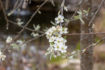 branch of blooming cherry blossom flower with copy space. closeup of cherry blossom flower