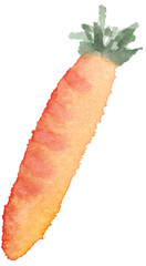 Carrot with green leaves, watercolor painting.Natural products fresh vegetables.Ingredients for cooking.
