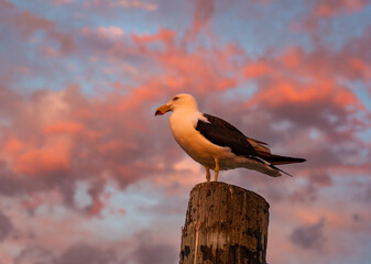 seagull on sunset