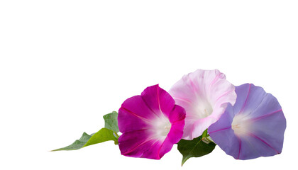 アサガオ　花　夏の花　PNG　透過