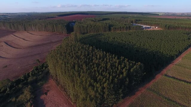 Aerial view of eucalyptus plantation for cellulose industry - Brotas, S&atilde;o Paulo, Brazil