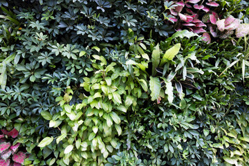 Lush green vertical garden texture,Vibrant vertical garden with diverse foliage patterns and colors