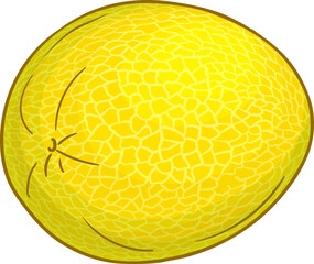 Melon Fruits Colored Detailed Illustration