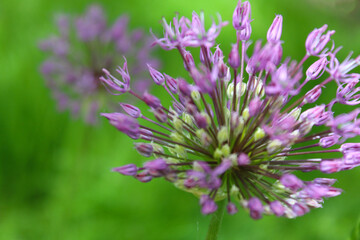 beautiful spring bloom, flowering ornamental onion (Allium), purple flowers in the garden