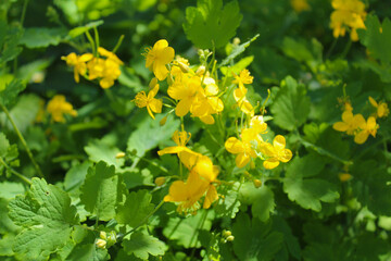 celandine grass and flowers on blurred natural background, medicinal herbs,