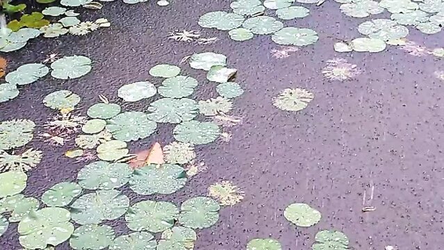 Slow motion, Raindrops falling on the nature fresh green lotus leaves in the lake. 