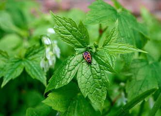 Fire Bug resp.Pyrrhocoris apterus on a plant lef,lower Rhine region,Germany