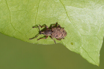 Clay-coloured weevil Otiorhynchus singularis or the similar Otiorhynchus veterator. Subfamily Broad-nosed Weevils (Entiminae). Tribe Otiorhynchini. Family Curculionidae. Underside ivy leaf. Spring 