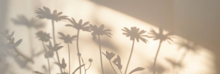 A large shadow of daisies on the wall, daisy flowers, soft light, minimalism, real photography, high definition details 