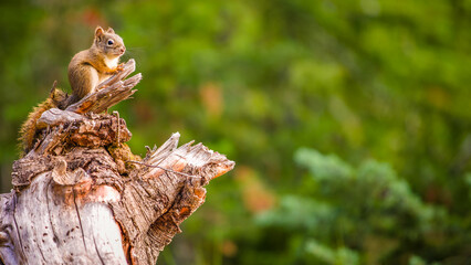 American Red Squirrel (Tamiasciurus hudsonicus) sitting on tree branch, Banff National Park, Alberta, Canada.
