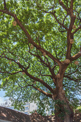 マニラの爽やかな木