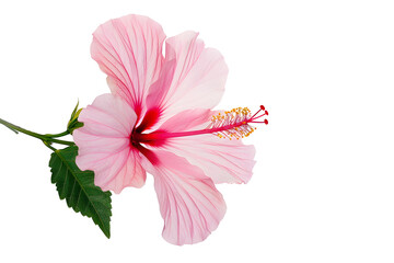 Pink hibiscus flower png