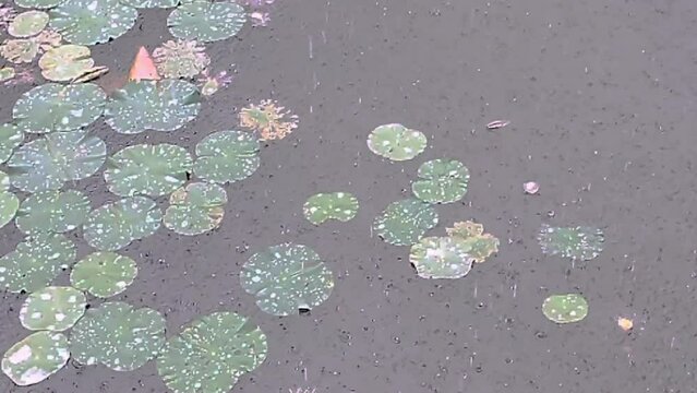 Slow motion, Raindrops falling on the nature fresh green lotus leaves in the lake. 