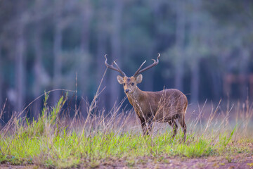 The  young deer in the meadaw.