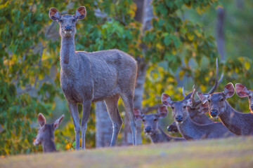 The herd of deer in the safari.
