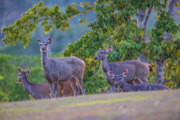 The herd of deer in the safari.