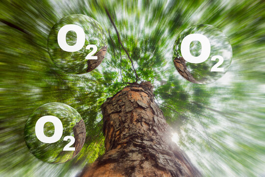 Trees emit O2 oxygen gas in the middle of a lush forest, natural air purification process. Reduces molecular carbon dioxide emissions to net zero to limit climate change and global warming.
