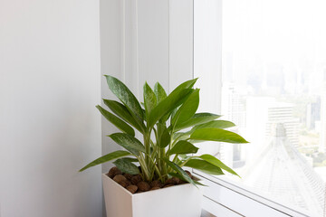 Green potted plant by city window