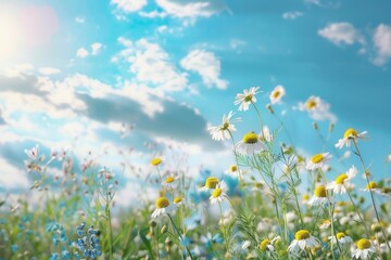 Beautiful field with chamomile and blue wild peas, nature landscape close-up macro image
