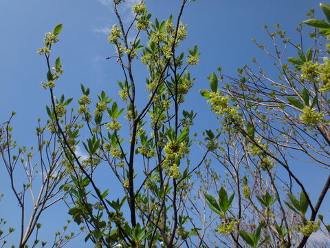 Kuromoji flowers in full bloom