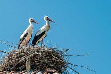 Pair of Storks on Nest Atop Roof Against Clear Blue Sky