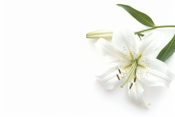 Funeral lily flower on white background with space for text - ideal for sympathy cards