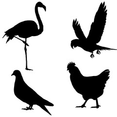 Black Bird Illustration Set | Birds Clip Art | Bird Drawing Group