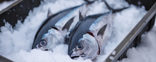 Fresh tuna fish on ice at a seafood market