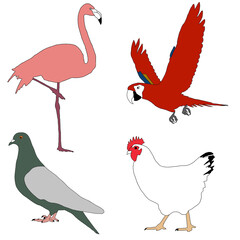 Bird Illustration Set | Birds Clip Art | Bird Drawing Pack