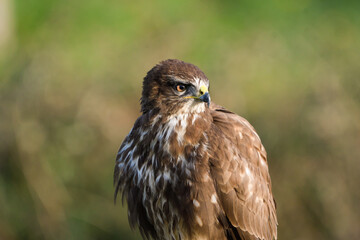 Close-up of common buzzard