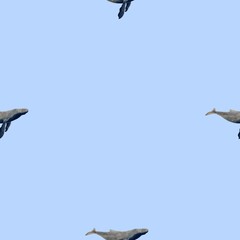 Seamless pattern with gray whales on a light blue background 