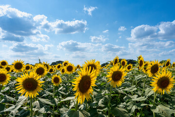 sunflower field and blue sky in the summer