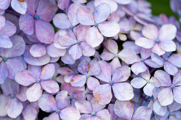 close up of a purple hydrangea