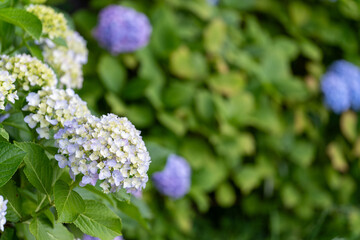 white and violet hydrangeas blooming
